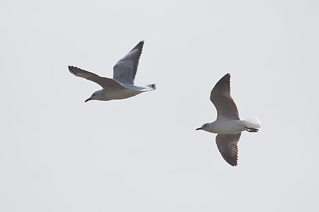 two grey birds flying on sky during daytime