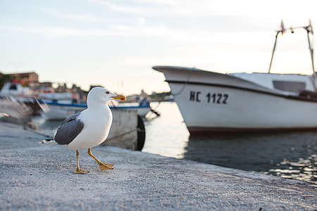 Seagull at Nessebar Port, Bulgaria