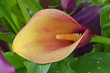 yellow and red calla lily in bloom close up photo