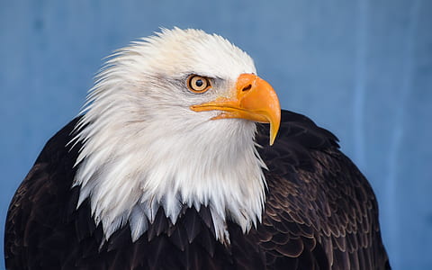 closeup photography of white and black eagle
