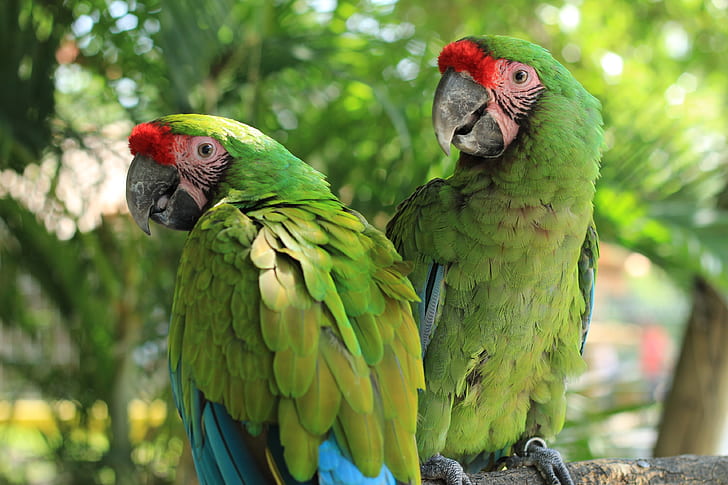 A Couple of Amazon Parrot
