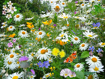 assorted-color flower field