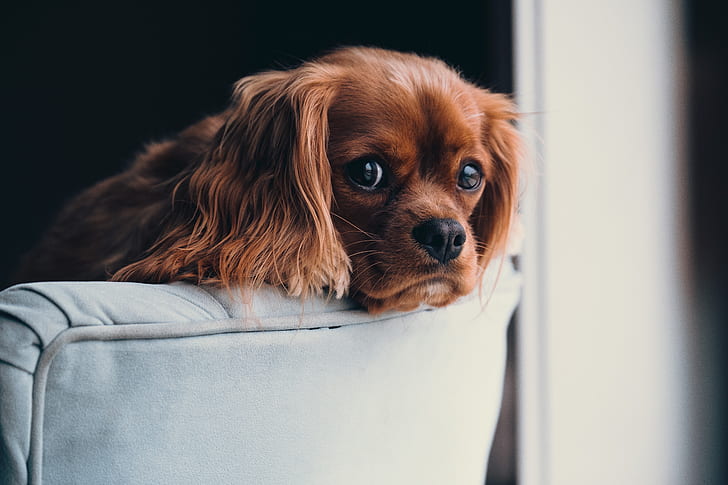 medium-coated brown dog