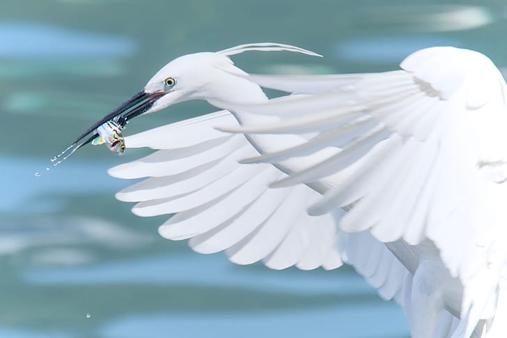 white heron catching fish