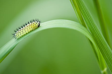 green and black moth caterpillar perched on green leaf plant in closeup photography