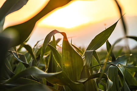 green leafed plant during sunset