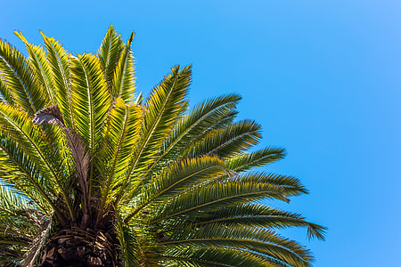 Palm Tree View from Below Against Clear Sky