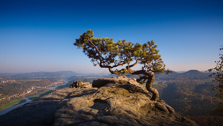 landscape photograph of green tree on the edge of mountain