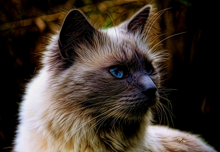 long-fur beige and grey cat