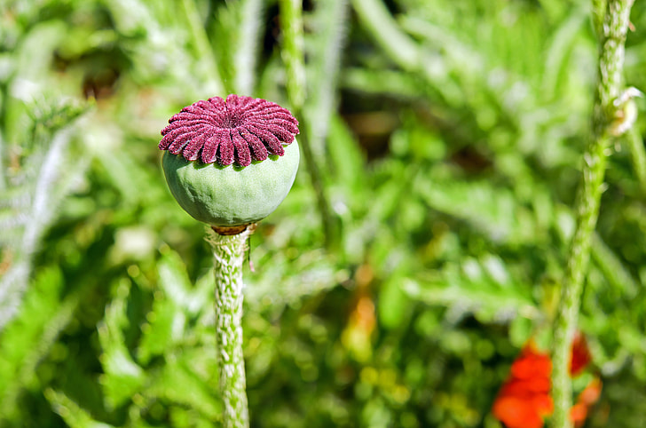 poppy bud selective-focus photo