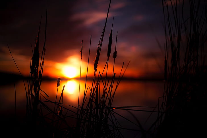 depth of field photography of grass during sunset