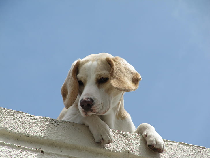 medium short-coated white and fawn dog