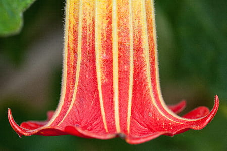 closeup photography of red and yellow trumpet flower