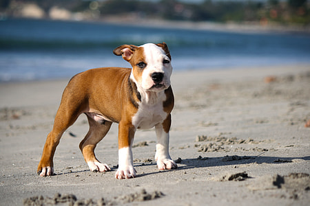 brown and white American pit bull terrier puppy on seashore during daytime