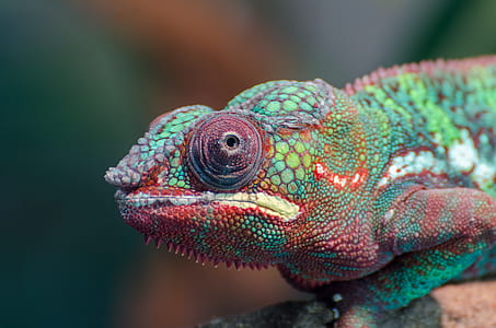 shallow focus photography of chameleon