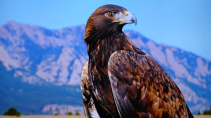 close-up photography of brown eagle