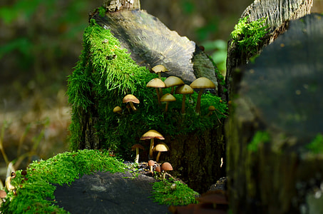 close shot of brown mushrooms