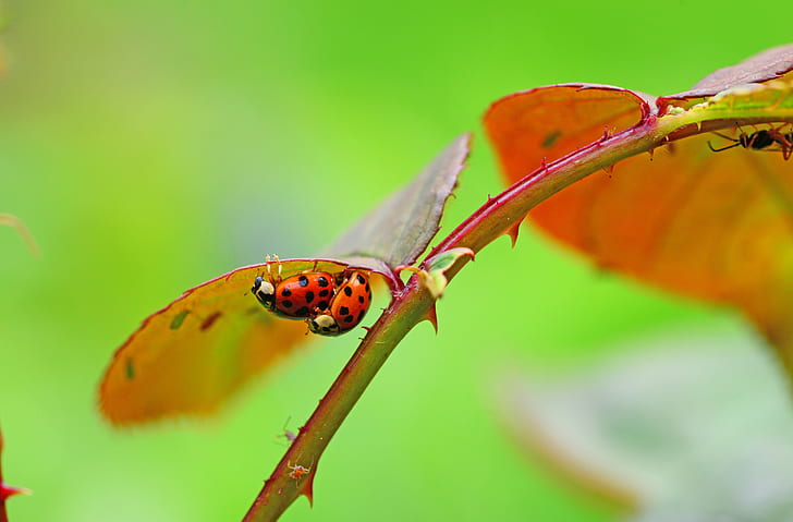 tilt shift lens photography of two ladybugs