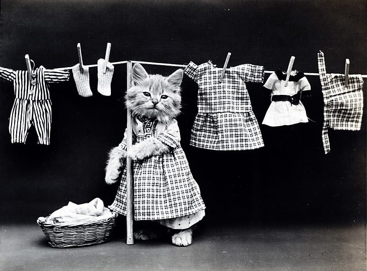grayscale photo of a cat hanging clothes