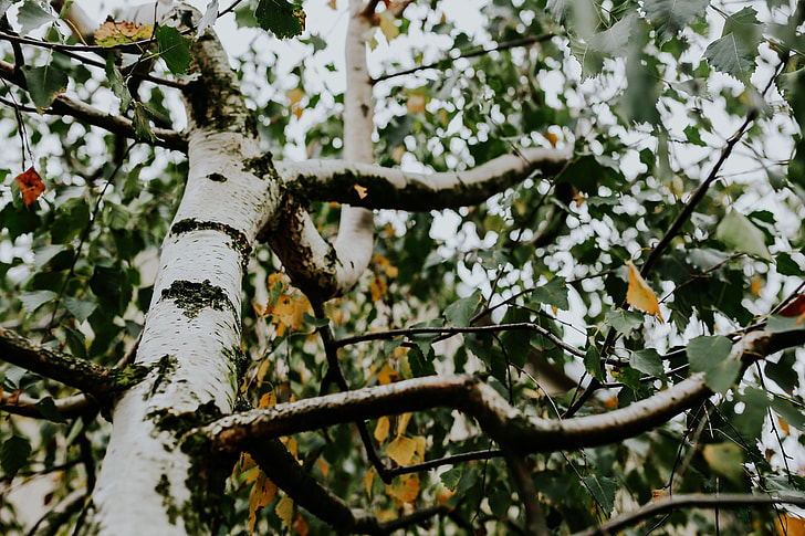 Birch tree branches