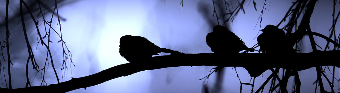 silhouette photo of three birds perched on tree brand