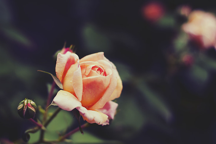 selective focus photography of peach rose flower