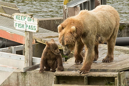 brown bear on brown boardwalk during daytime