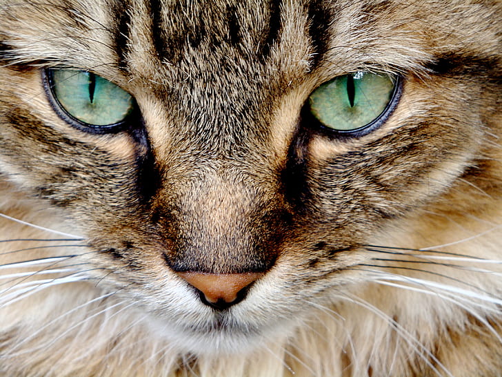 macro photography of brown Tabby cat