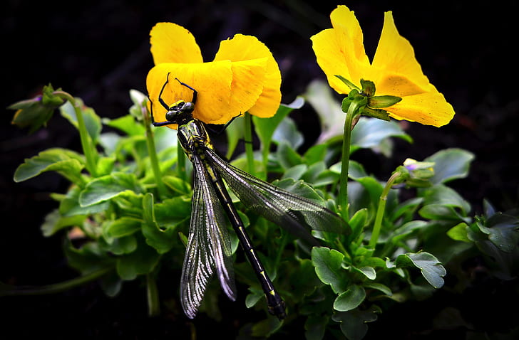 black dragonfly sipping the yellow petaled flower's nectar