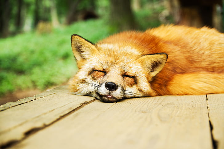 orange fox lying on brown wooden table