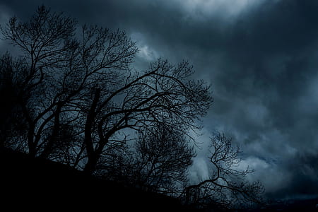 black tree during nighttime
