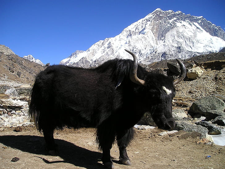 black horned animal standing on brown soil near mountains