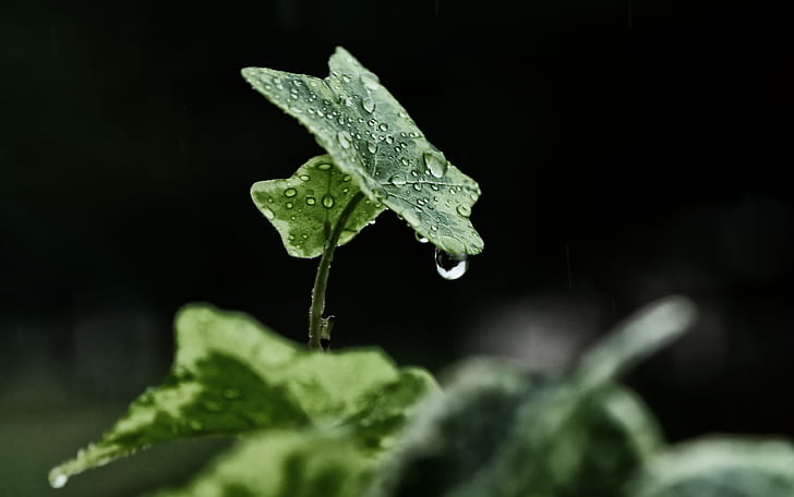 morning dew on green leaf