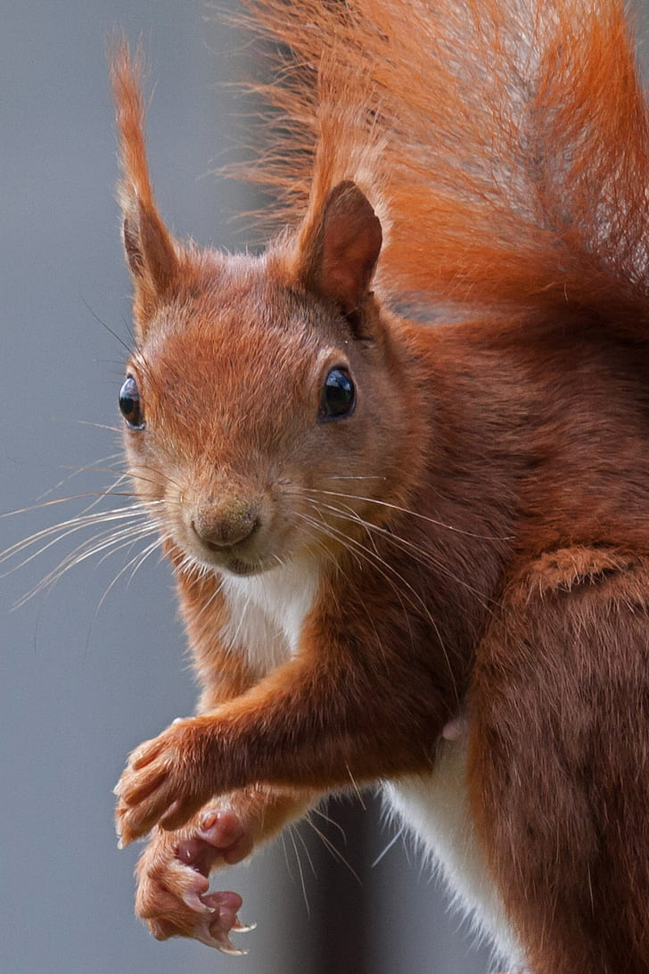 brown squirrel closeup photo