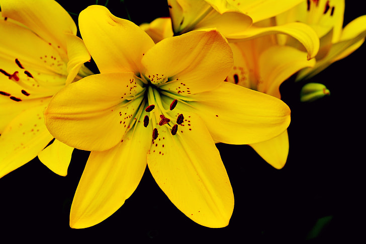 yellow petaled flower closeup photography