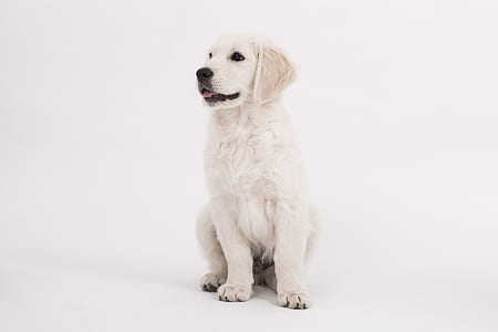 light cream golden retriever puppy