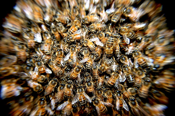 swarm of honeybee closeup photography