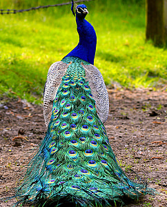 blue, yellow, and black peacock standing photo