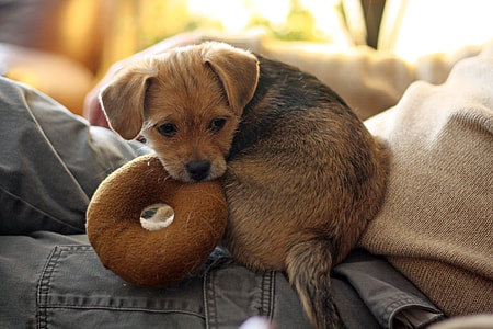 German shepherd puppy biting throw pillow