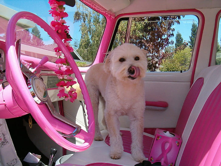 white dog on white and pink car seat