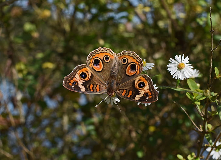 common buckeye butterfly selective focus photography