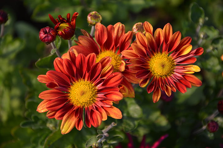 orange and red multi-petaled flowers in focus photography