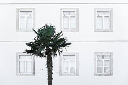 white painted building beside green palm tree
