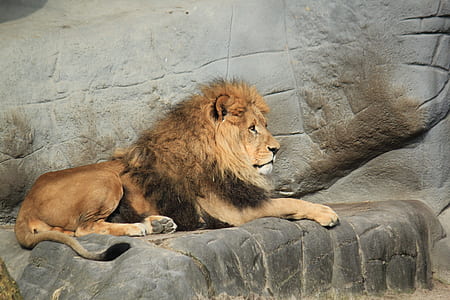 brown lion on black rock