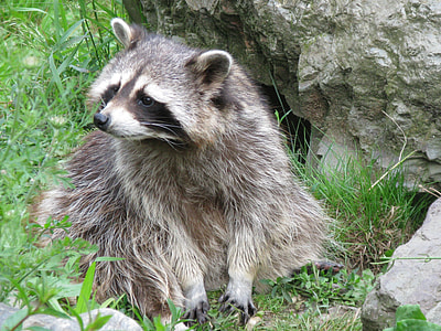 shallow focus photography of brown and black raccoon
