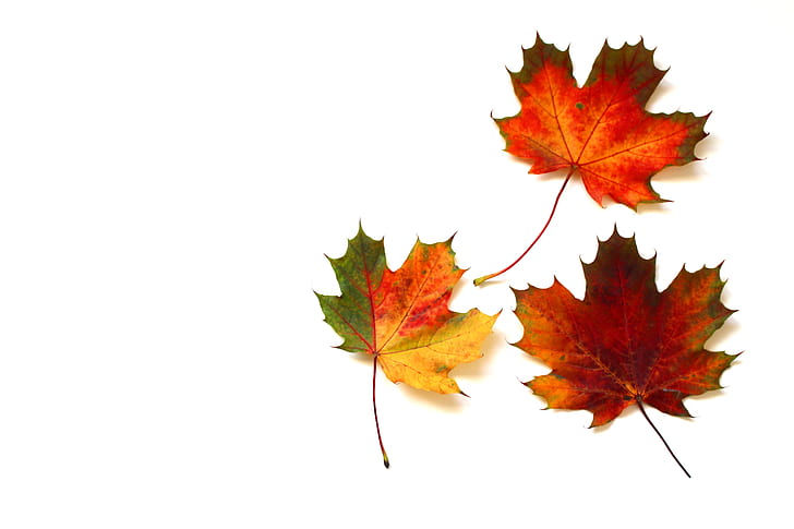 Royalty-Free photo: Three maple leaves | PickPik
