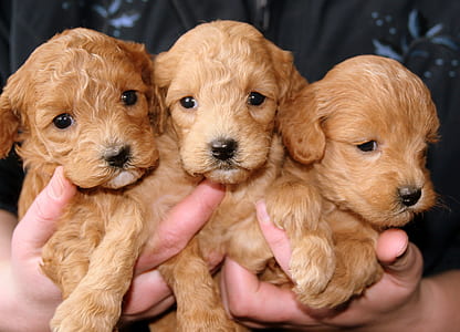 three yellow Labrador retriever puppies