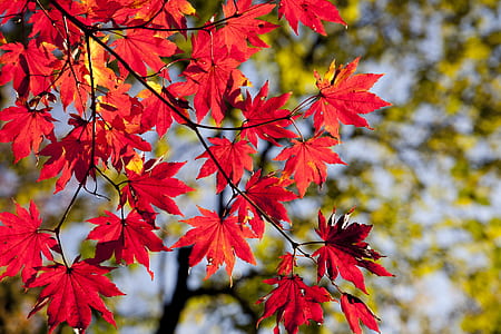 closeup photo of red maple tree