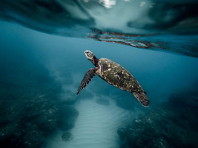 photography of black turtle under water