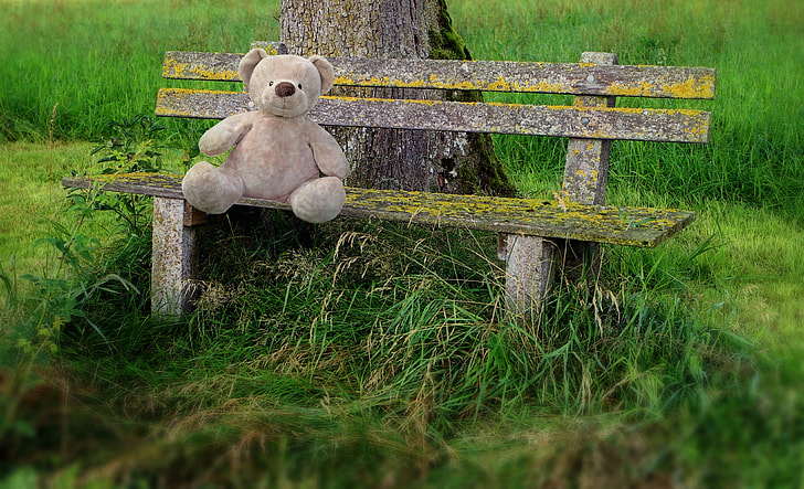 bear sitting on bench